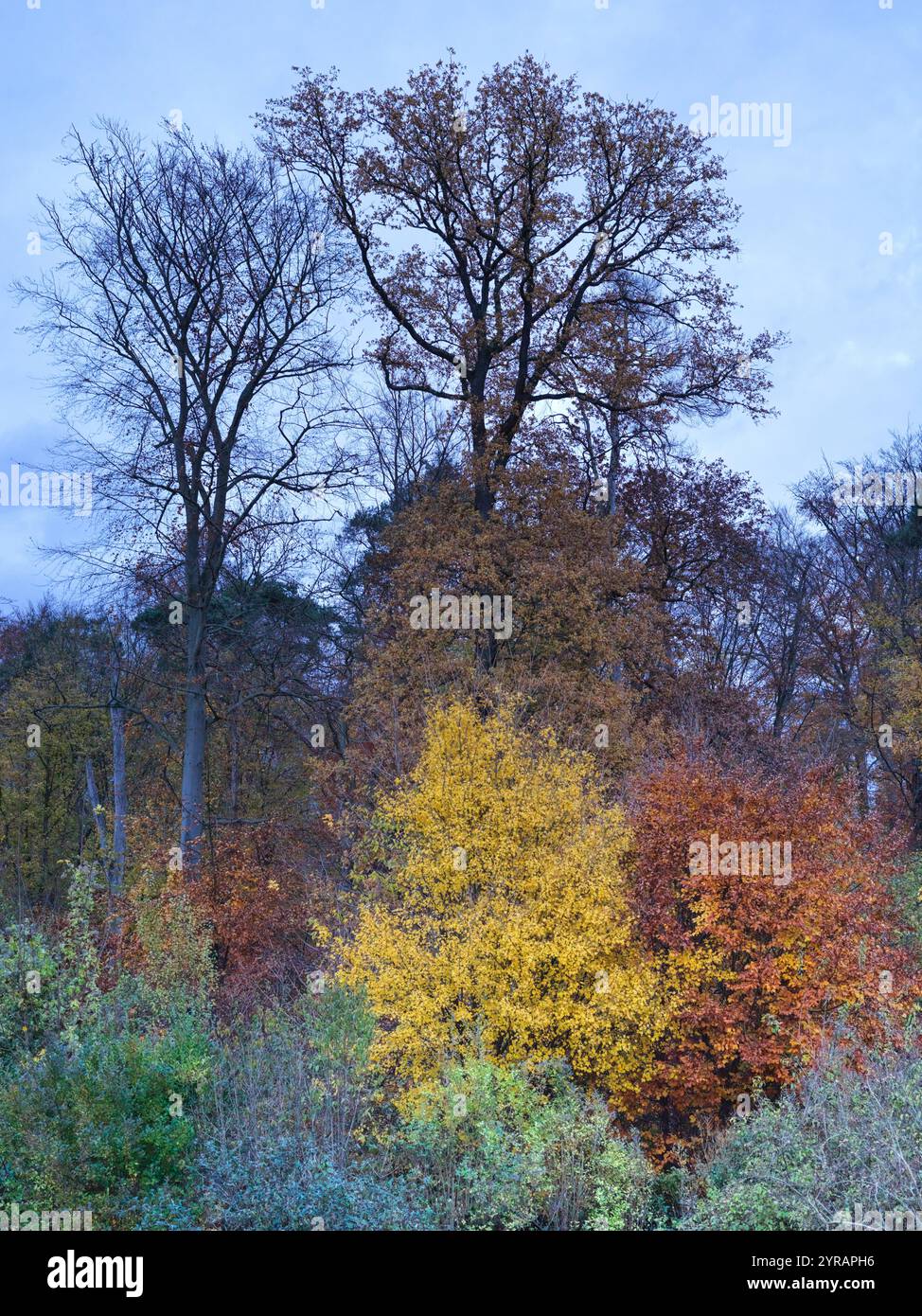 Paysage automnal avec des buissons dans diverses couleurs automnales de vert bleuâtre, jaune et brun devant quelques arbres hauts sans feuilles Banque D'Images