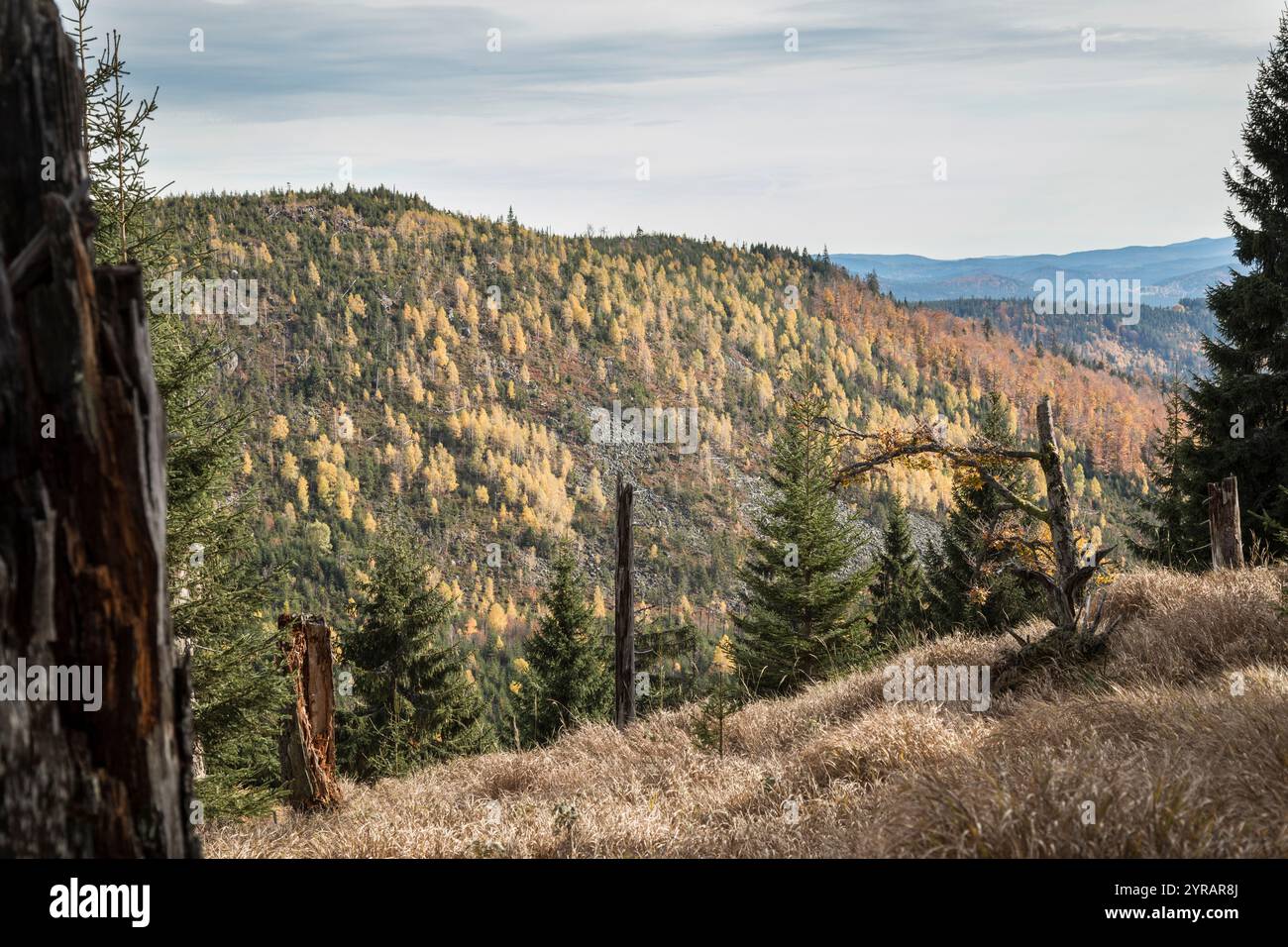 Hochlagen im Bayerischen Wald, haute altitude dans la forêt bavaroise Banque D'Images