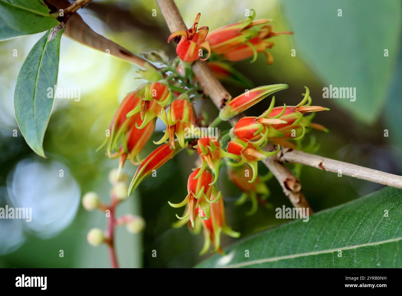 Agapetes moorei, Ericaceae. Myanmar à Thaïlande. Agapetes est un genre d'arbustes semi-grimpants originaire de l'Himalaya, cultivé comme ornement. Banque D'Images