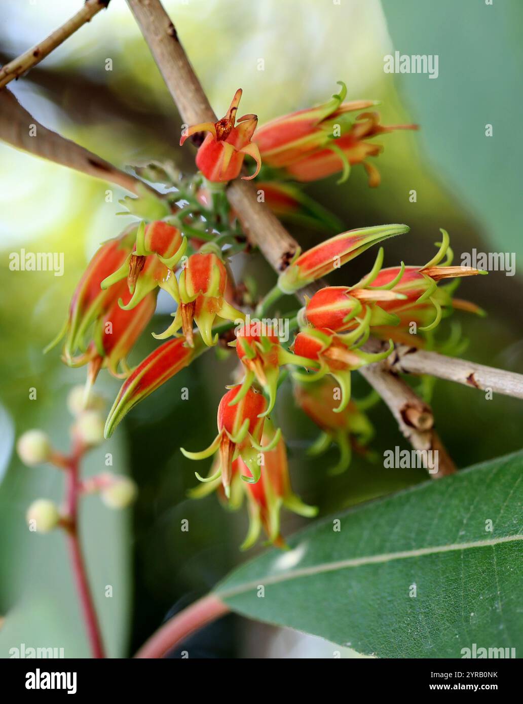 Agapetes moorei, Ericaceae. Myanmar à Thaïlande. Agapetes est un genre d'arbustes semi-grimpants originaire de l'Himalaya, cultivé comme ornement. Banque D'Images