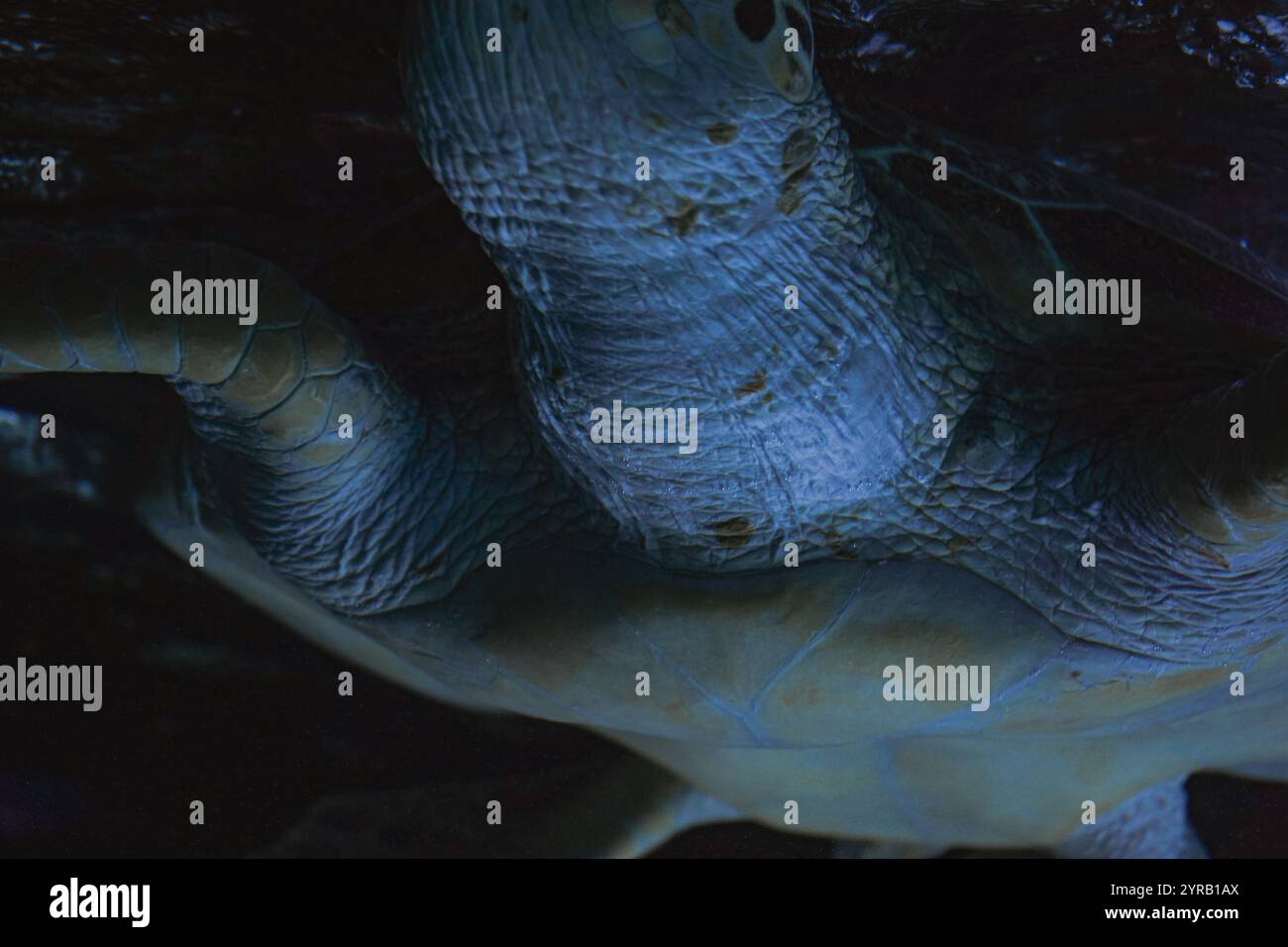 Le plan détaillé met en évidence sa coquille tachetée et son mouvement paisible dans son habitat naturel. Une grande tortue de mer glissant à travers le bleu limpide Banque D'Images