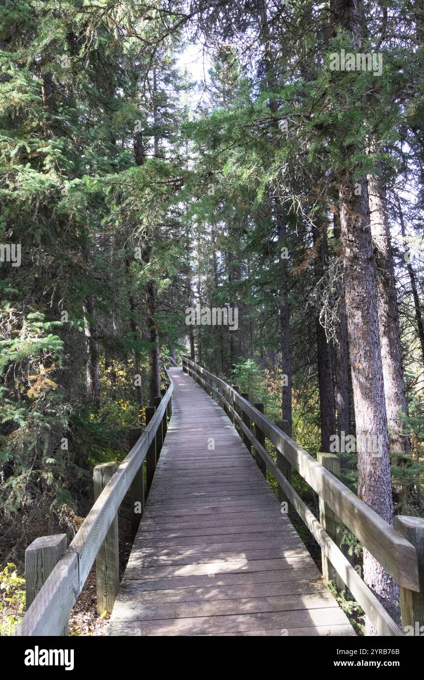 Promenade forestière Banff Banque D'Images