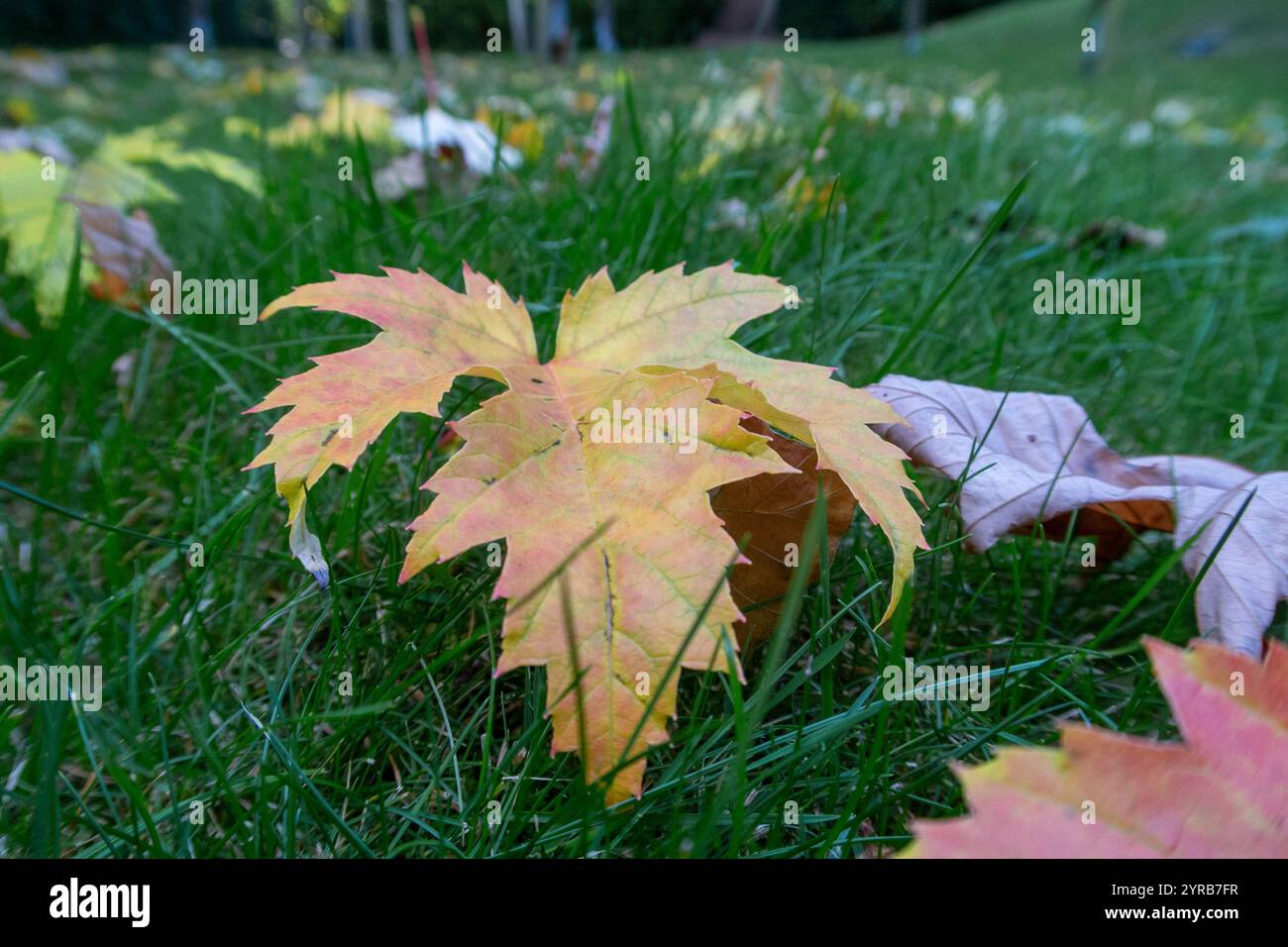 Feuilles d'acer colorées sur une pelouse de verger dans le Devon, Angleterre, Royaume-Uni Banque D'Images