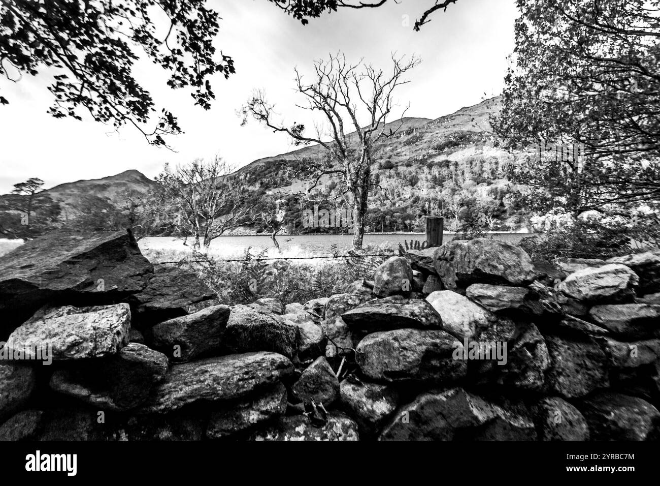 Ancienne forêt tropicale celtique en noir et blanc. Photographié sur les rives de Llyn Dinas, dans le parc national d'Eryri au pays de Galles Banque D'Images