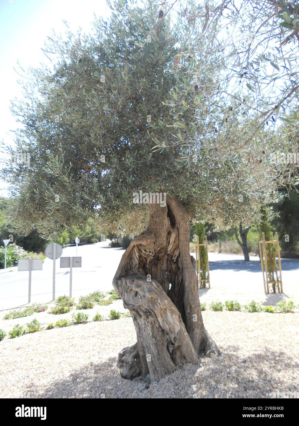 Un ancien olivier avec un tronc noueux et un feuillage vert luxuriant s'élève dans une zone ensoleillée près d'une route. Autour de lui sont des pierres lisses et un puits maint Banque D'Images