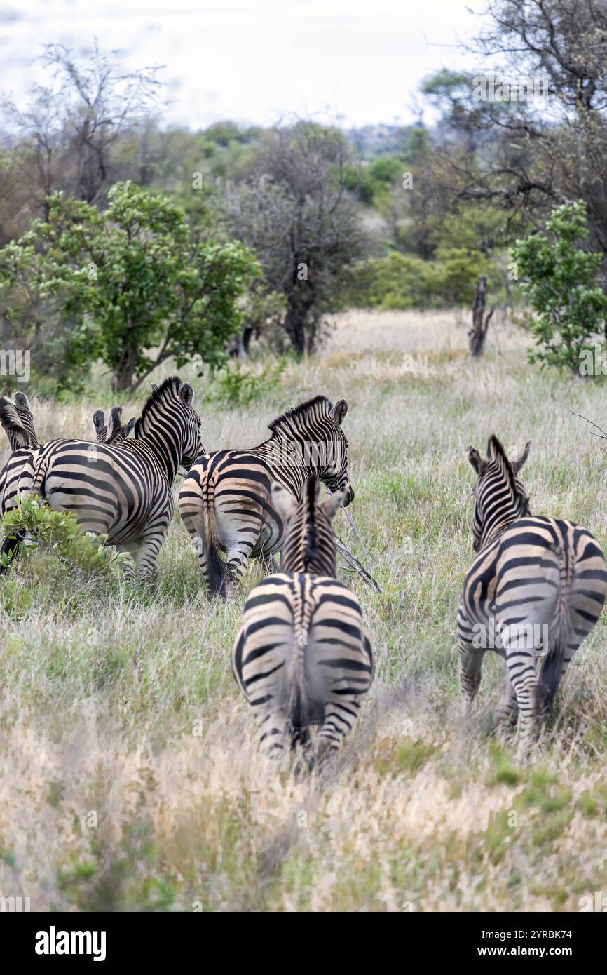 Troupeau de zèbres africains vue de derrière sur le dos des animaux. Safari dans le parc national Kruger, Afrique du Sud. arbres verts et buissons dans la savane. wildlif Banque D'Images