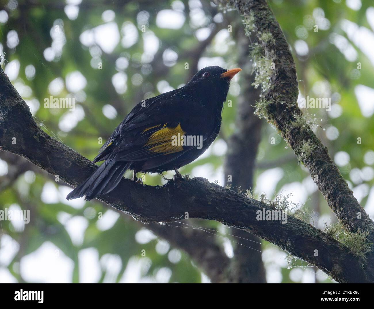 Un Cotinga noir et or (Lipaugus ater) perché sur une branche dans la forêt. Brésil. Banque D'Images