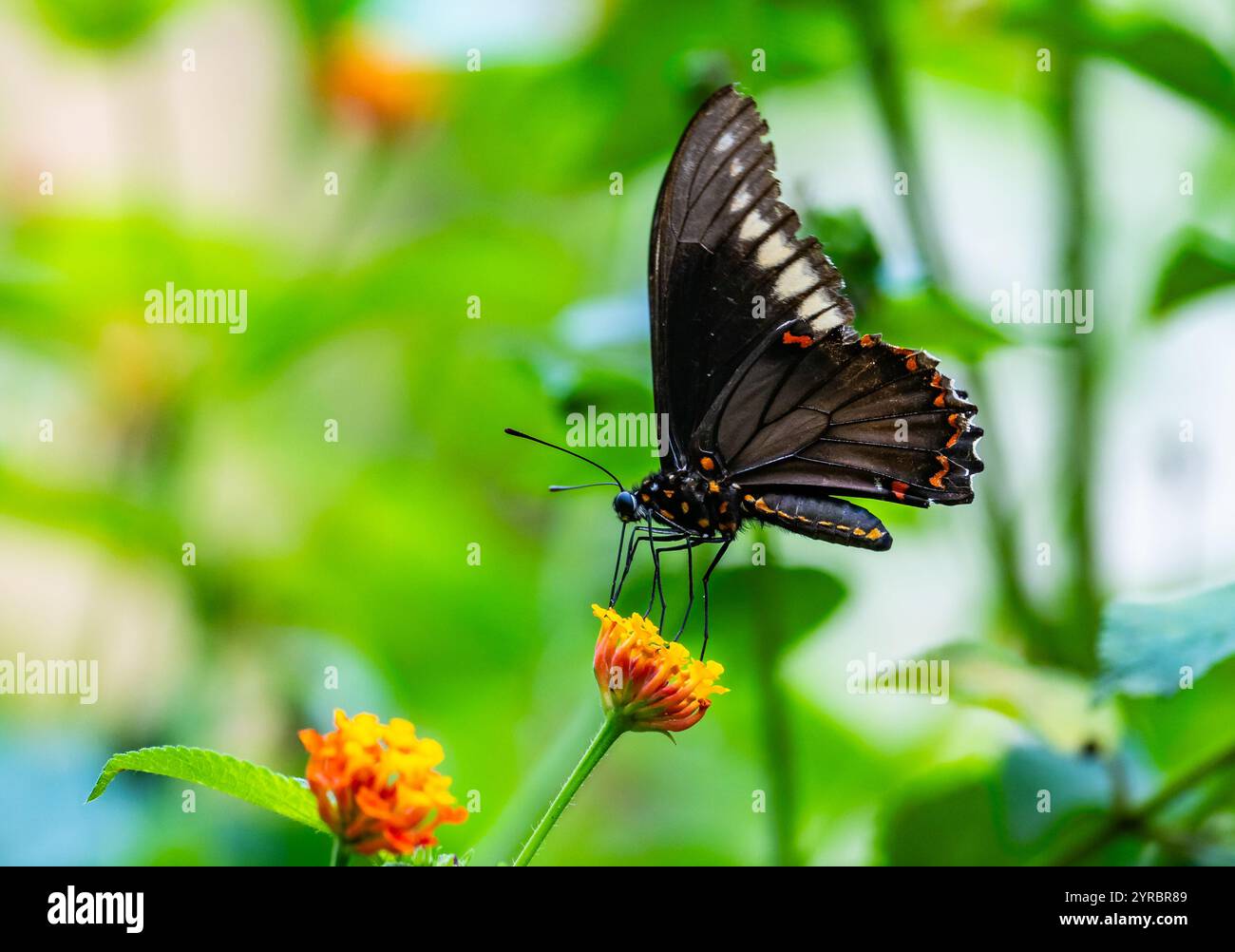 Un papillon coloré Polydamas Swallowtail (Battus polydamas) se nourrissant de fleurs. Brésil. Banque D'Images