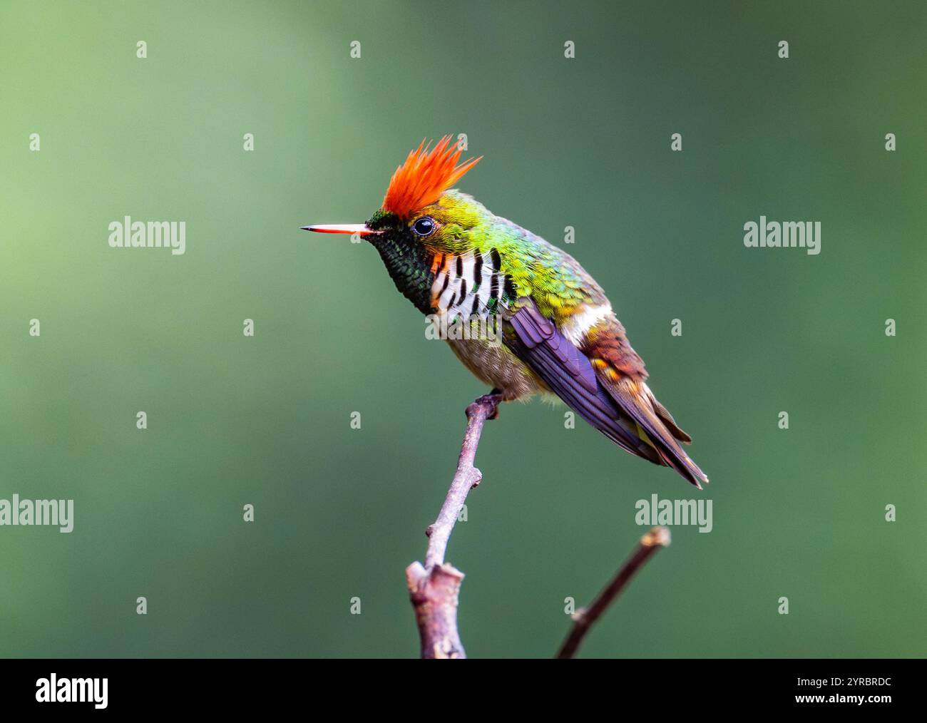 Colibri à coquette volante mâle coloré (Lophornis magnificus) perché sur une branche. Brésil. Banque D'Images