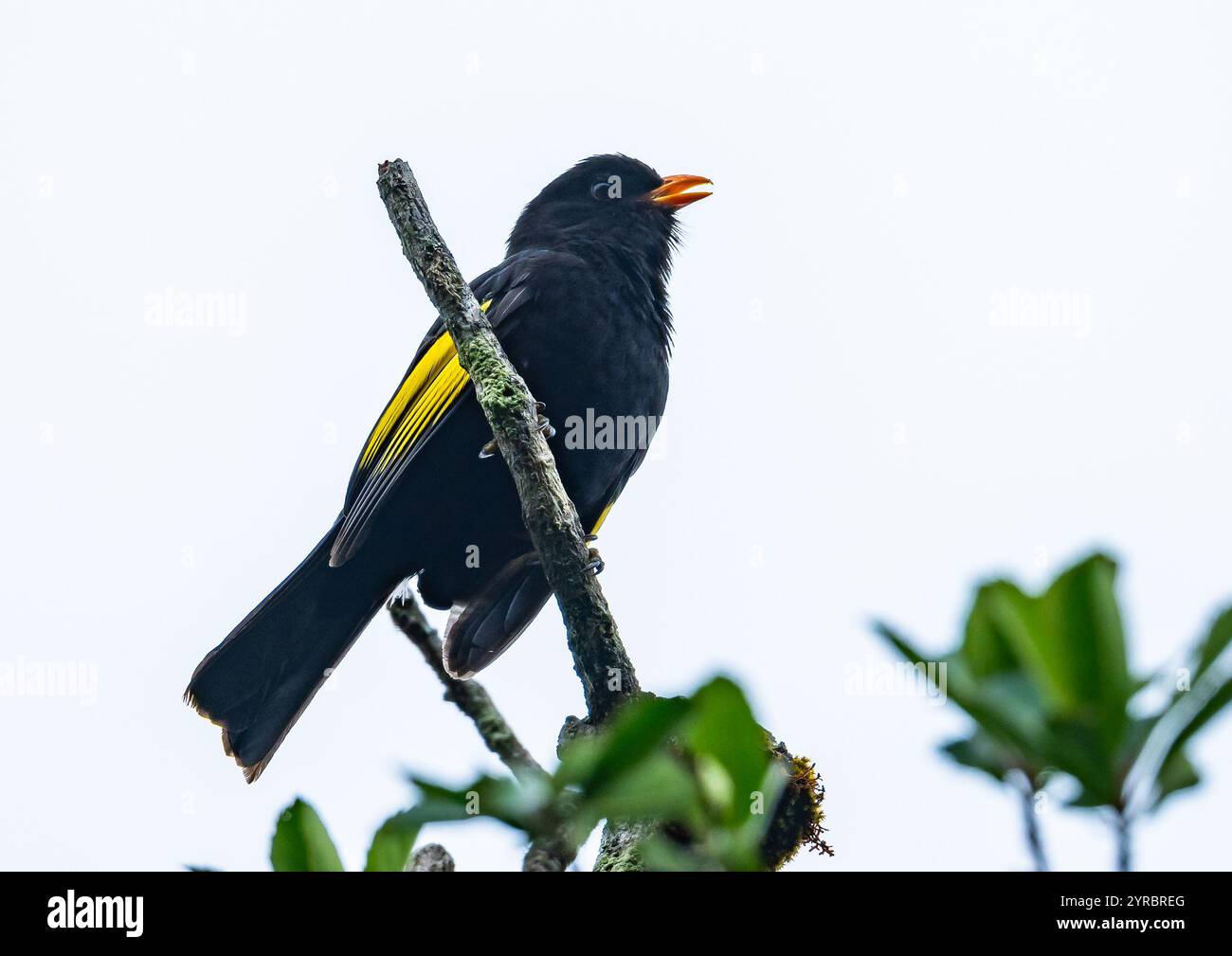Un Cotinga noir et or (Lipaugus ater) chantant sur une branche. São Paulo, Brésil. Banque D'Images