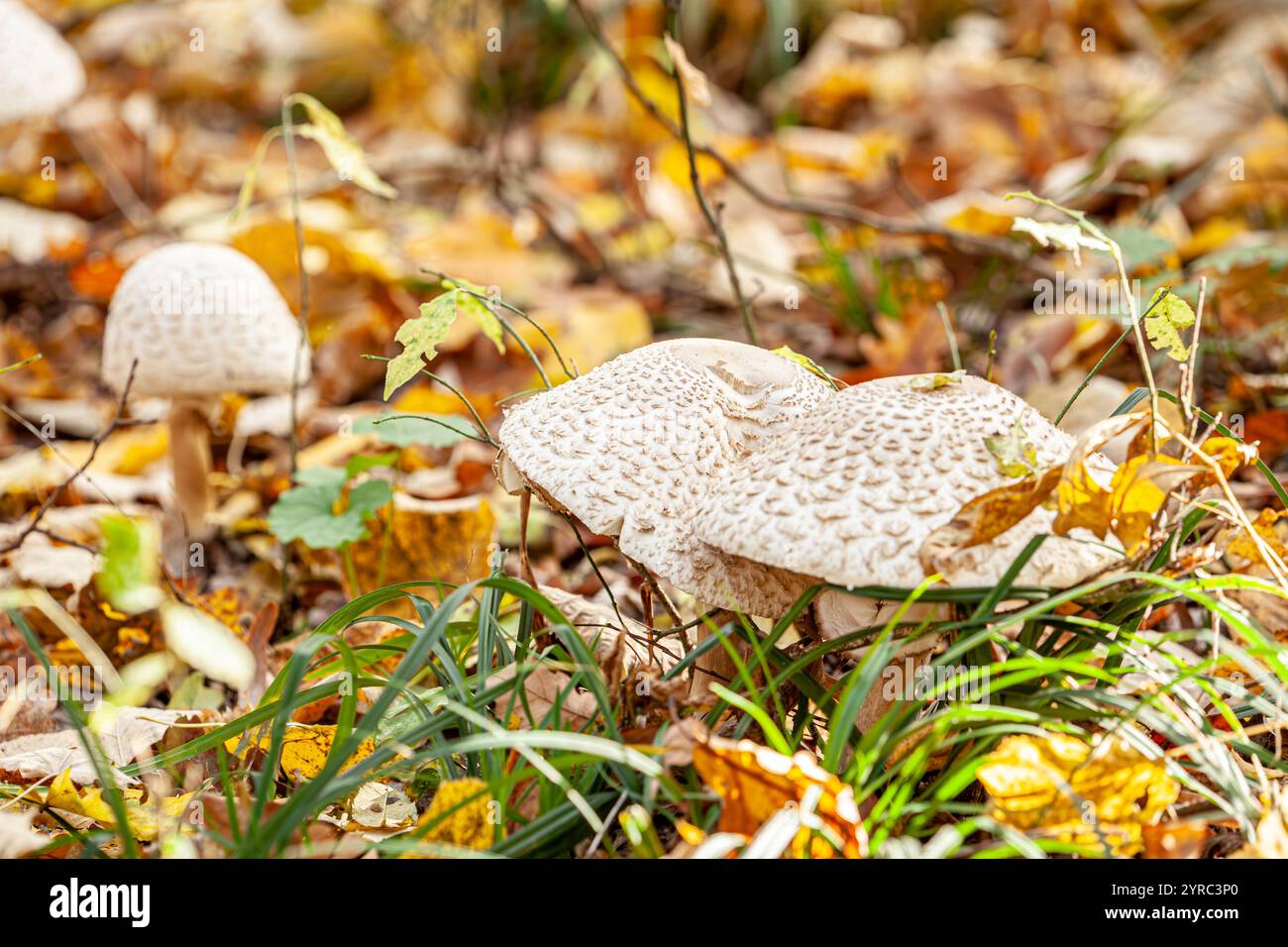 Macrolepiota procera connu sous le nom de champignon parasol, est un champignon basidiomycète avec un grand corps de fructification proéminent ressemblant à un parasol Banque D'Images