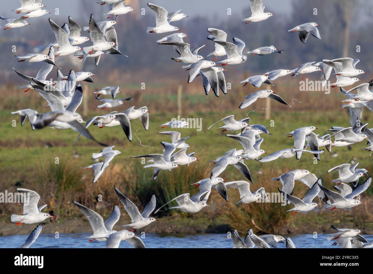 Troupeau de goélands à tête noire (Chroicocephalus ridibundus) mouettes dans le plumage non reproductif décollant de l'eau du lac à la fin de l'automne / hiver Banque D'Images