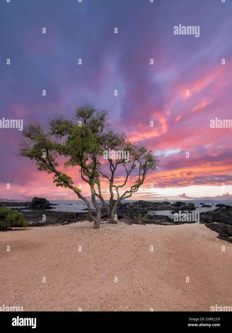 Plage de sable et arbre au coucher du soleil. Hawaï, la Grande île Banque D'Images