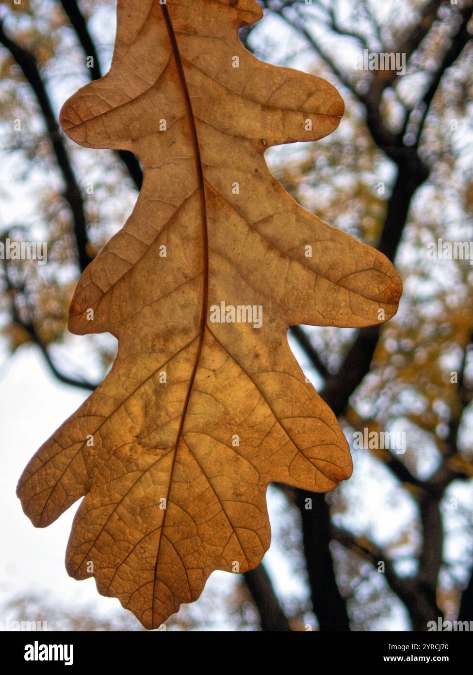 Feuille de chêne à la fin de l'automne sur l'arbre sur le trottoir de New York City Banque D'Images