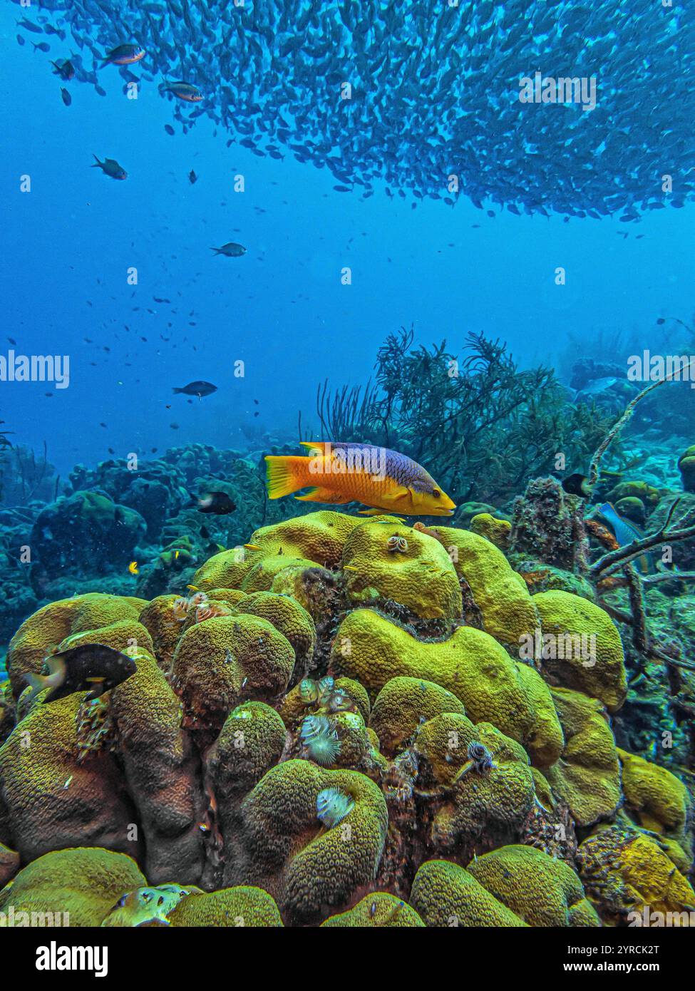 Récif corallien des Caraïbes au large de Bonaire avec Baitball à Bachelors Paradise Banque D'Images