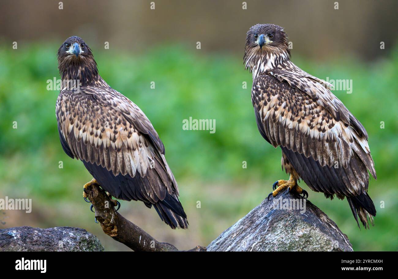 Aigles de mer à queue blanche (Haliaeetus albicilla) de Vittskövle, dans le sud de la Suède, en novembre. Banque D'Images