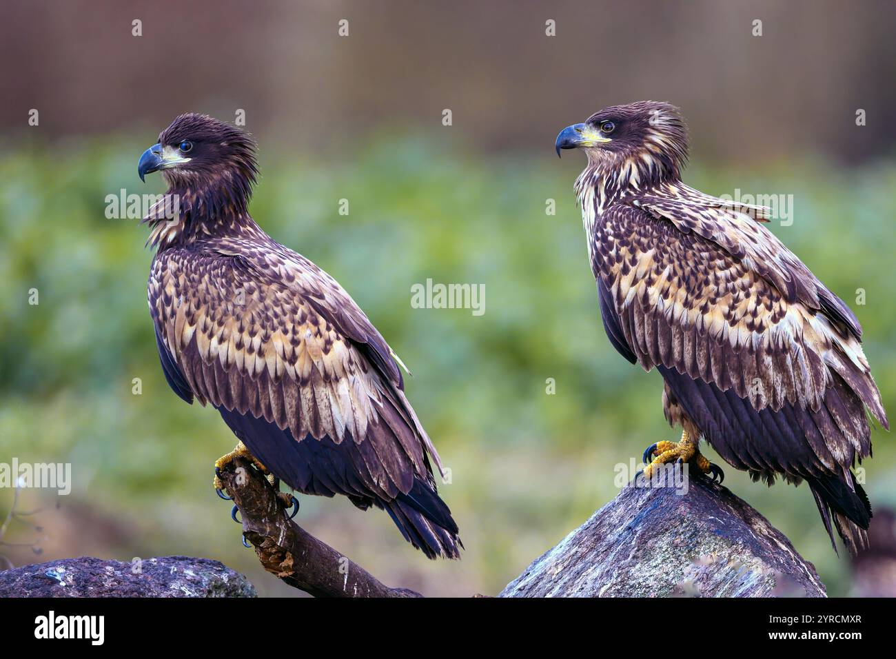 Aigles de mer à queue blanche (Haliaeetus albicilla) de Vittskövle, dans le sud de la Suède, en novembre. Banque D'Images