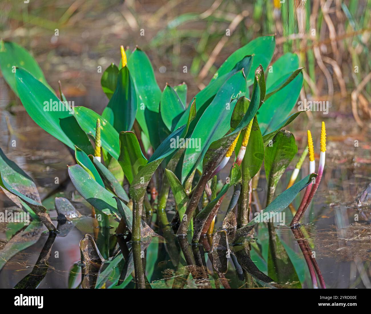 Golden Club plantes aquatiques dans le marais dans le refuge national Okefenokee à Geogia Banque D'Images