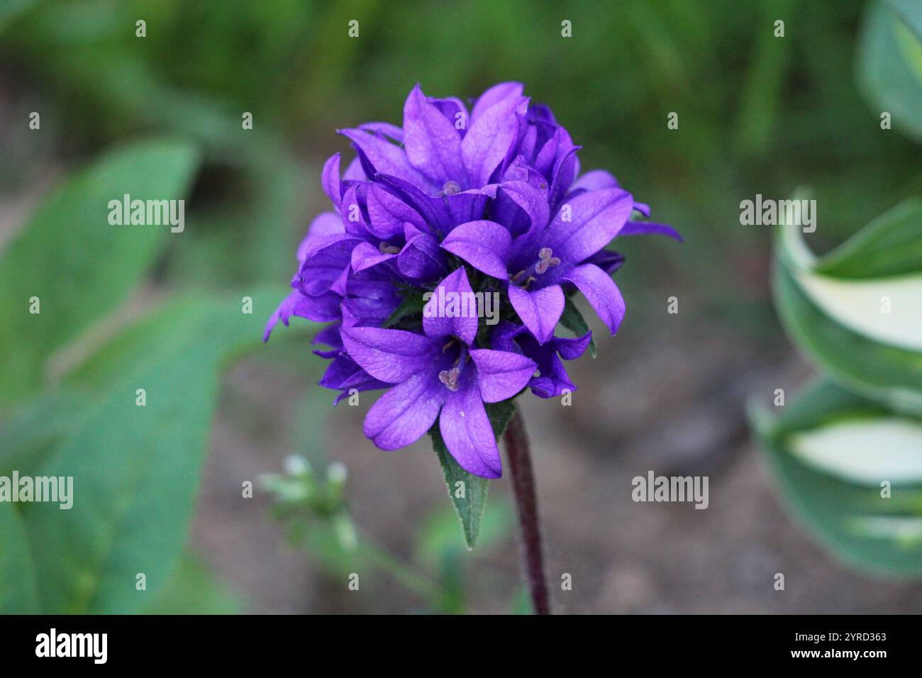 Plante à fleurs de sang de Danes ou Campanula glomerata avec inflorescence formée par des fleurs actinomorphes et des feuilles légèrement en forme de coeur dans le jardin de la maison Banque D'Images