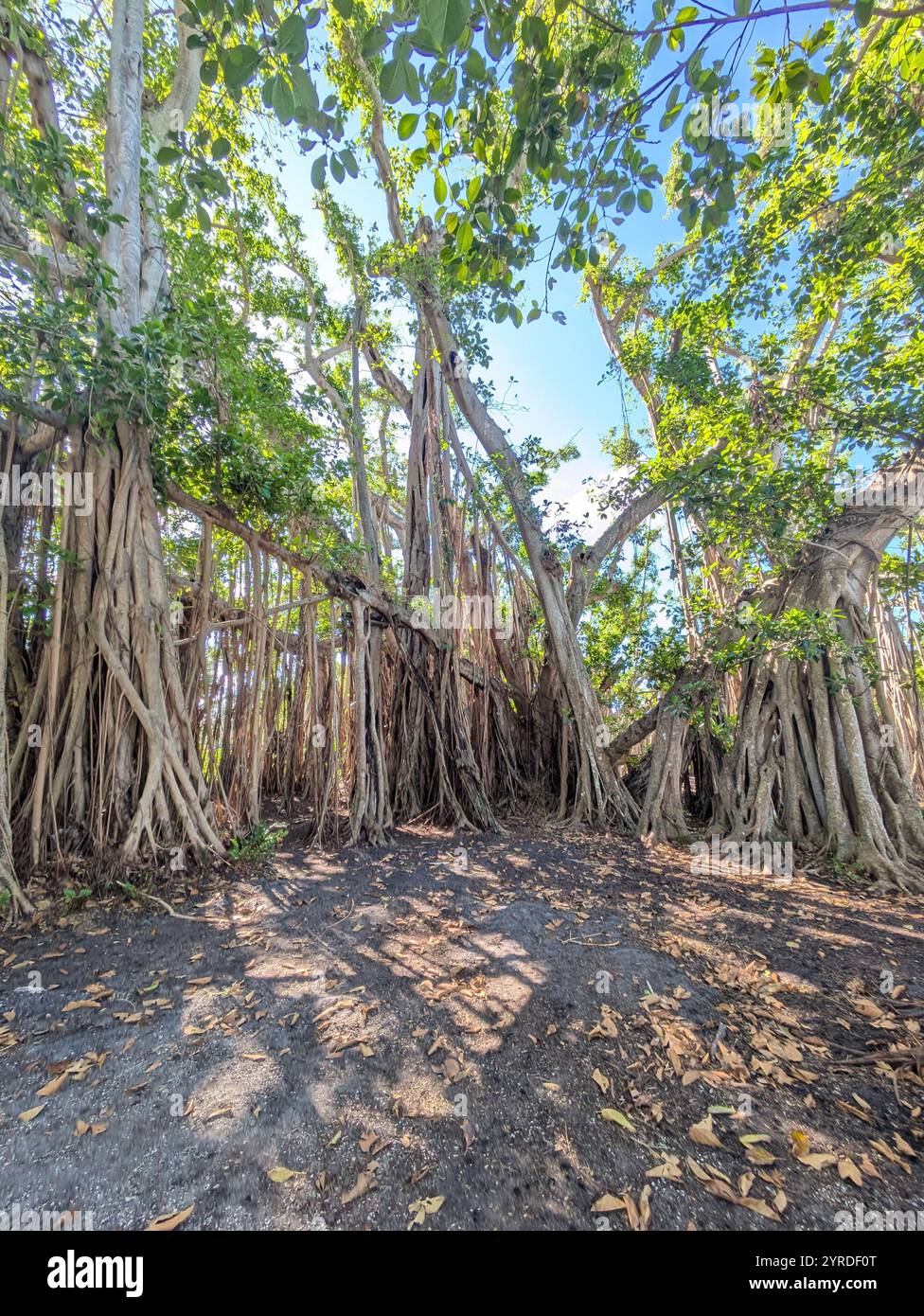 Banyan Trees au Ringling Museum en Floride, États-Unis - Image de stock capturée avec un smartphone