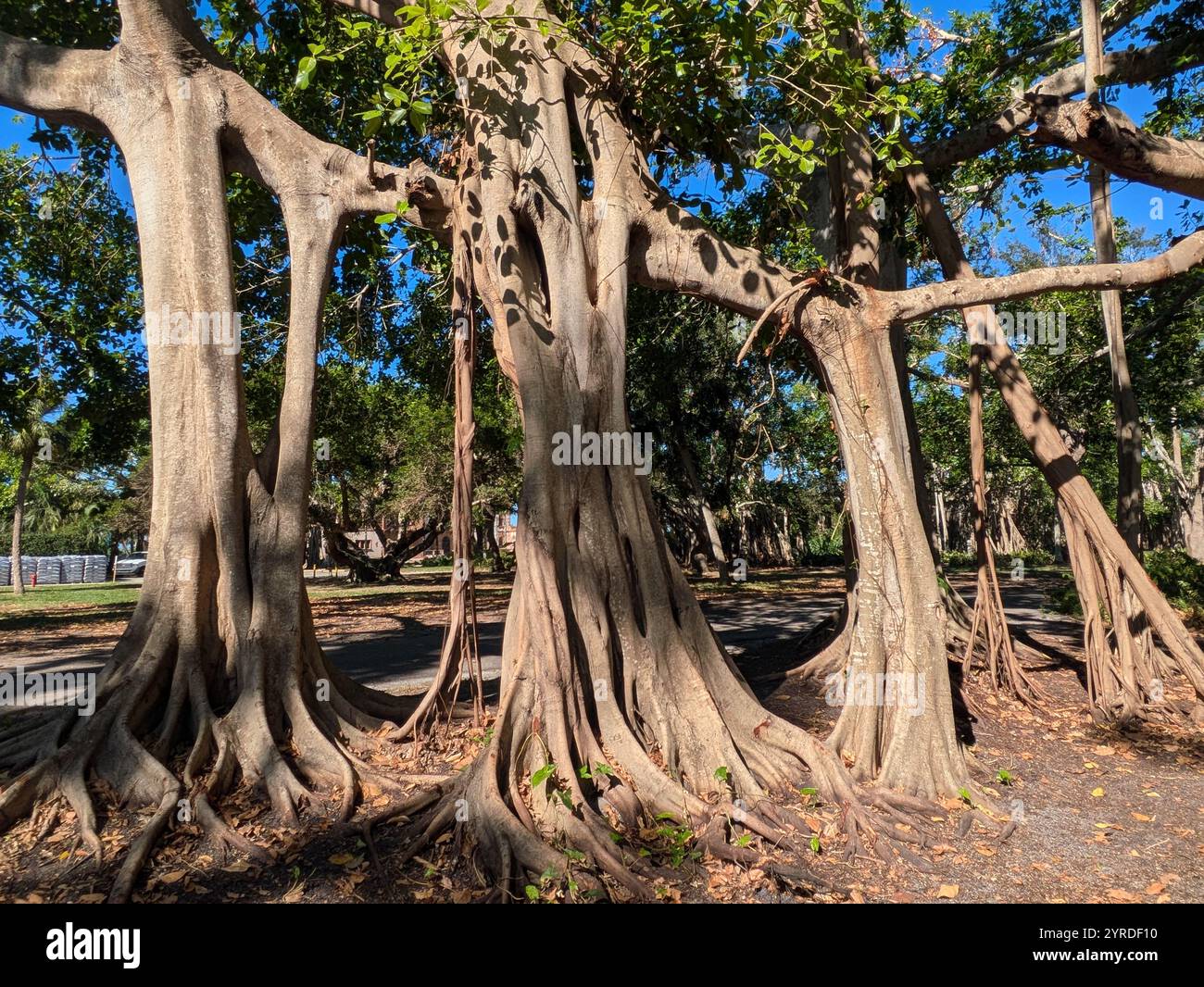 Banyan Trees au Ringling Museum en Floride, États-Unis - Image de stock capturée avec un smartphone