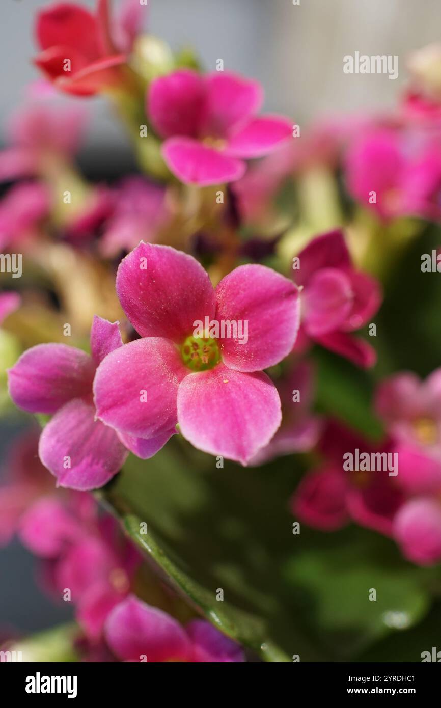 Gros plan de fleurs roses vibrantes en fleurs Banque D'Images