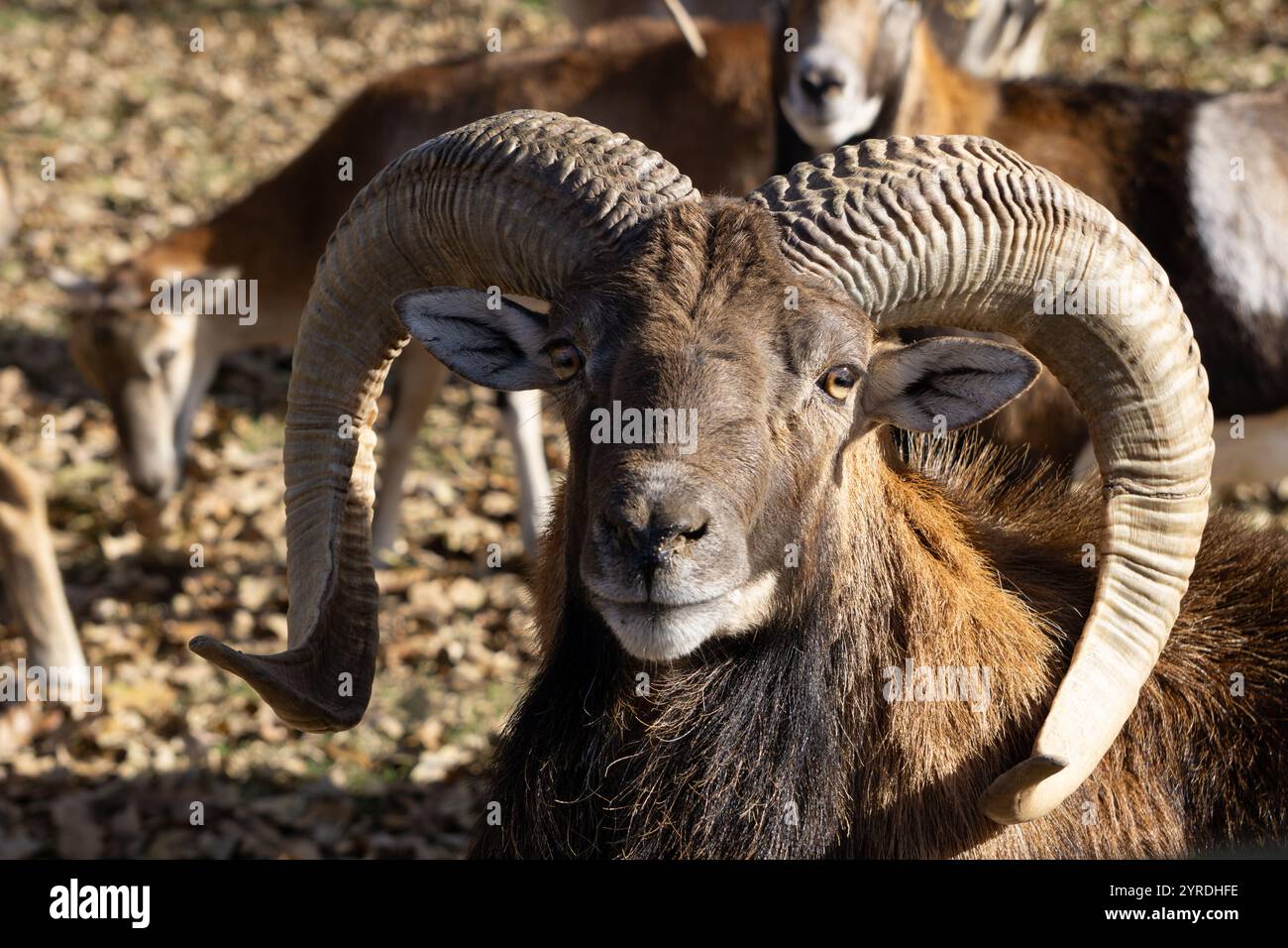 Gros plan de Majestic Ram avec de grandes cornes incurvées dans un habitat naturel Banque D'Images