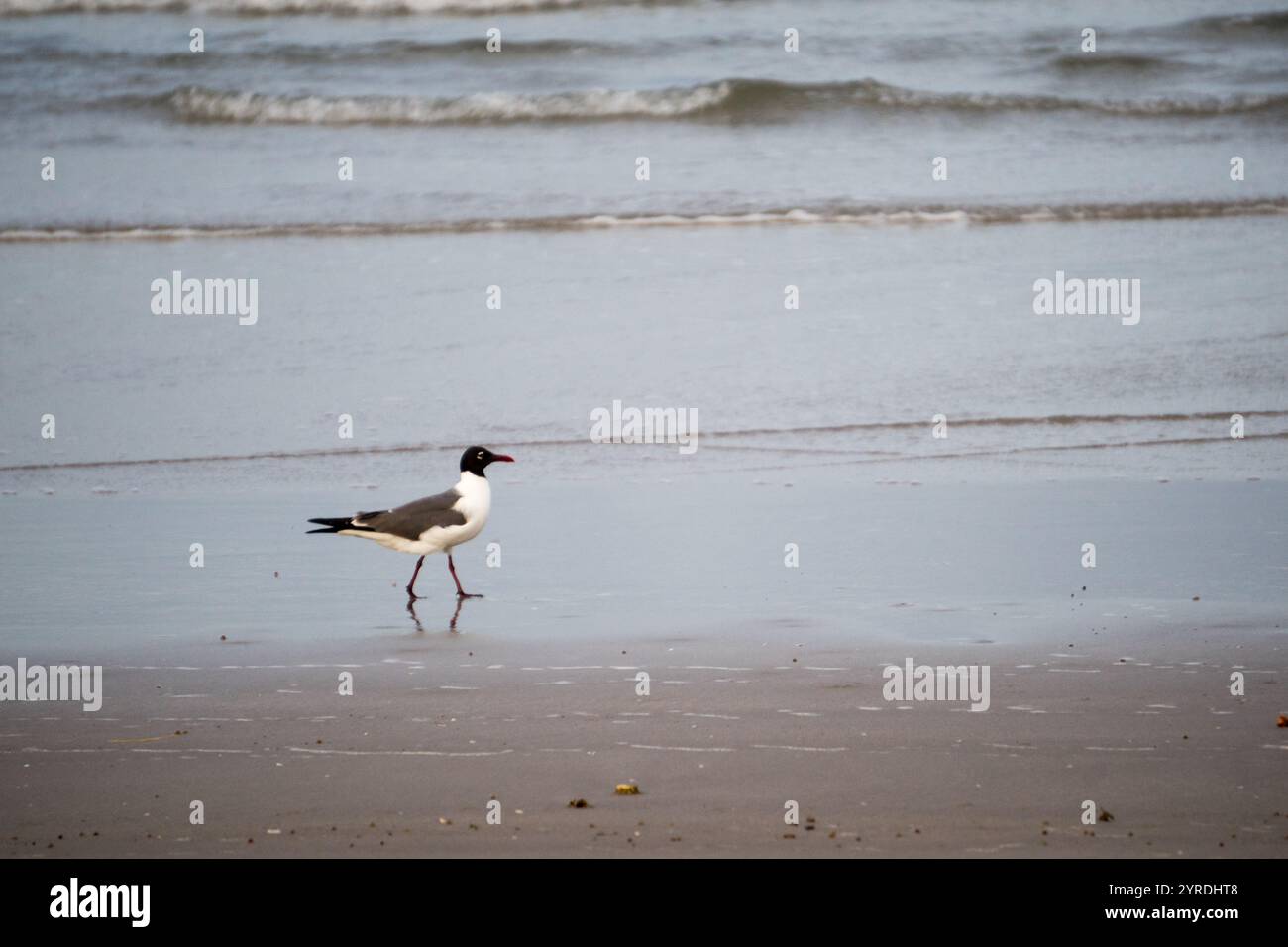 Mouette se promenant le long d'un littoral tranquille Banque D'Images