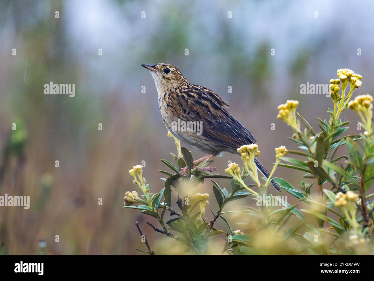Un Pipit de Hellmayr (Anthus hellmayri) perché sur des fleurs sauvages. São Paulo, Brésil. Banque D'Images