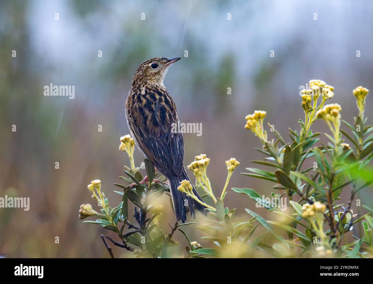 Un Pipit de Hellmayr (Anthus hellmayri) perché sur des fleurs sauvages. São Paulo, Brésil. Banque D'Images