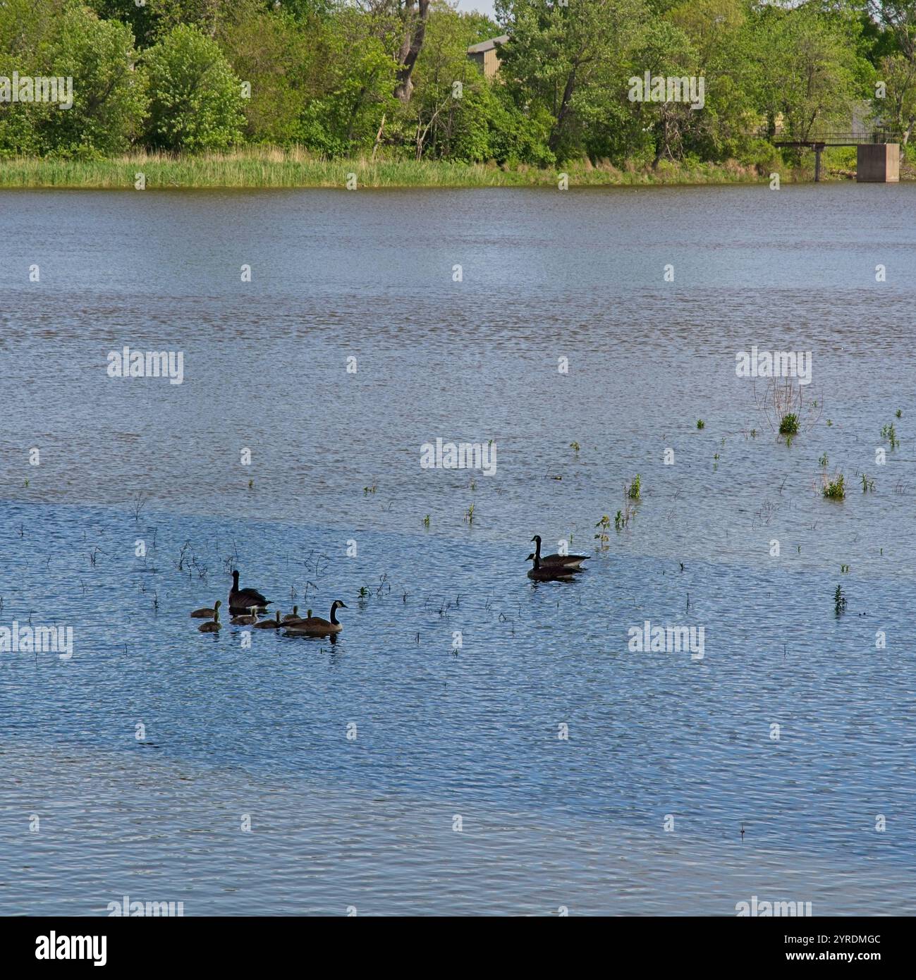 Troupeau d'oies du Canada qui pagaie dans le fleuve Mississippi Banque D'Images
