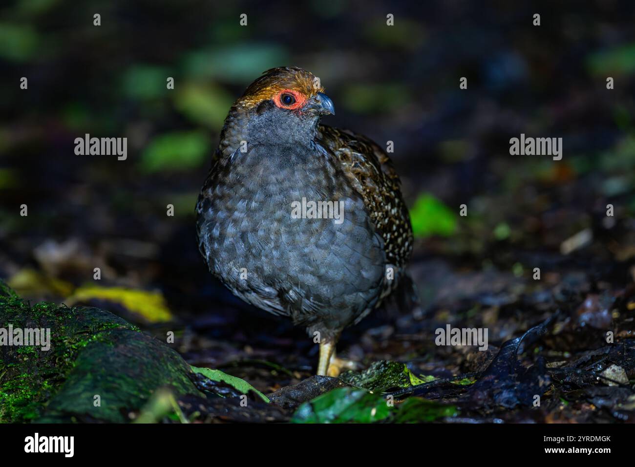 Une caille de bois à ailettes ponctuelles (Odontophorus capueira) qui se nourrit en forêt. Parc national Intervales, São Paulo, Brésil. Banque D'Images