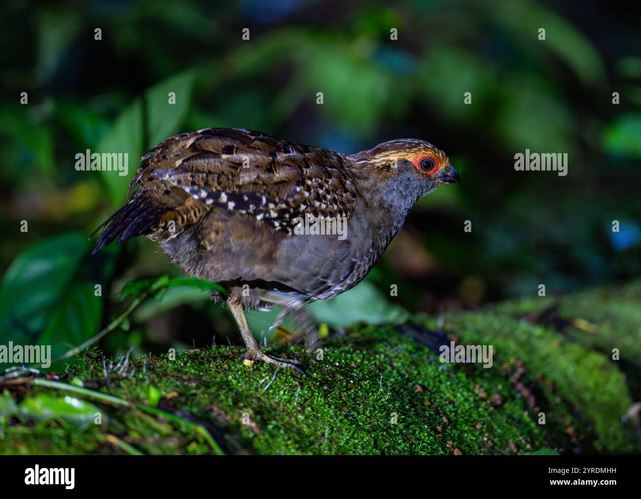 Une caille de bois à ailettes ponctuelles (Odontophorus capueira) qui se nourrit en forêt. Parc national Intervales, São Paulo, Brésil. Banque D'Images