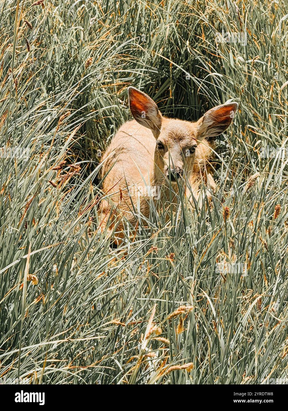 Fawn reposant dans la forêt nationale olympique - Image de stock capturée avec un smartphone