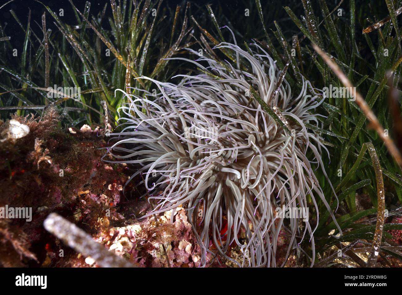 Anémone brillante, rose cireuse (Anemonia sulcata), au milieu des herbiers marins, de l'herbe Neptune (Posidonia oceanica) dans un environnement sous-marin, sec de la jeune Garde Banque D'Images
