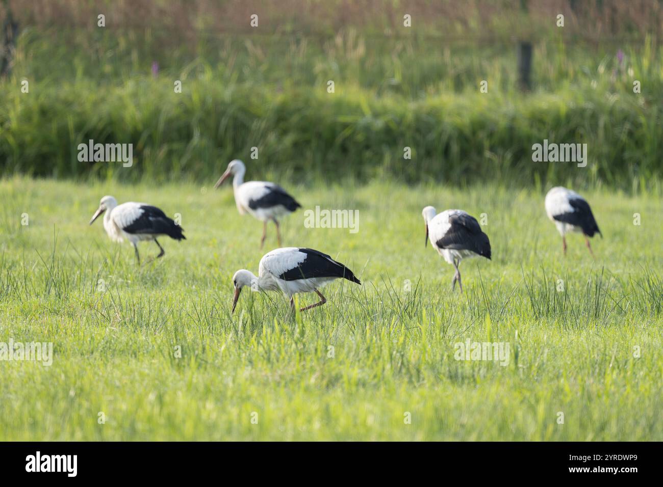 Cigognes blanches (Ciconia ciconia) buvant dans un pré tôt le matin, perles de rosée sur l'herbe, basse-Saxe, Allemagne, Europe Banque D'Images