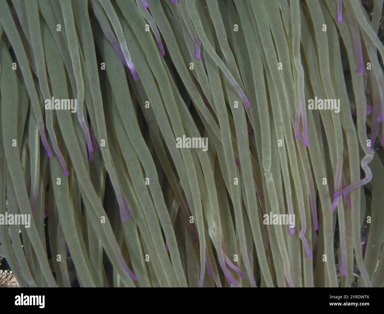 Gros plan d'anémone avec de longs tentacules verts et des pointes violettes, rose de cire (Anemonia sulcata), site de plongée les grottes, péninsule de Giens, Provence Alpes Co Banque D'Images