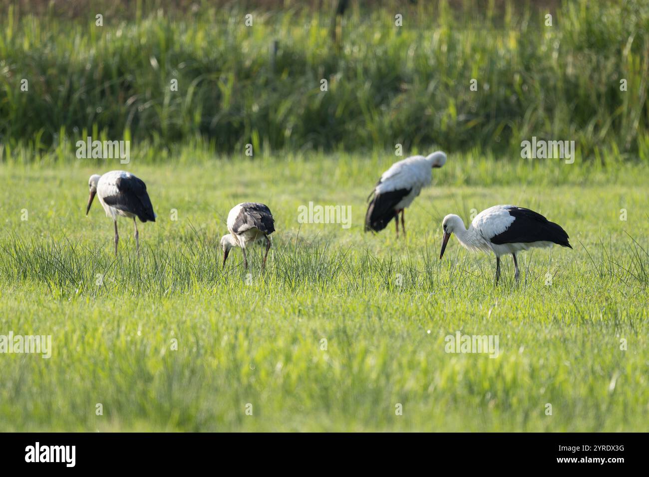 Cigognes blanches (Ciconia ciconia) buvant dans un pré tôt le matin, perles de rosée sur l'herbe, basse-Saxe, Allemagne, Europe Banque D'Images