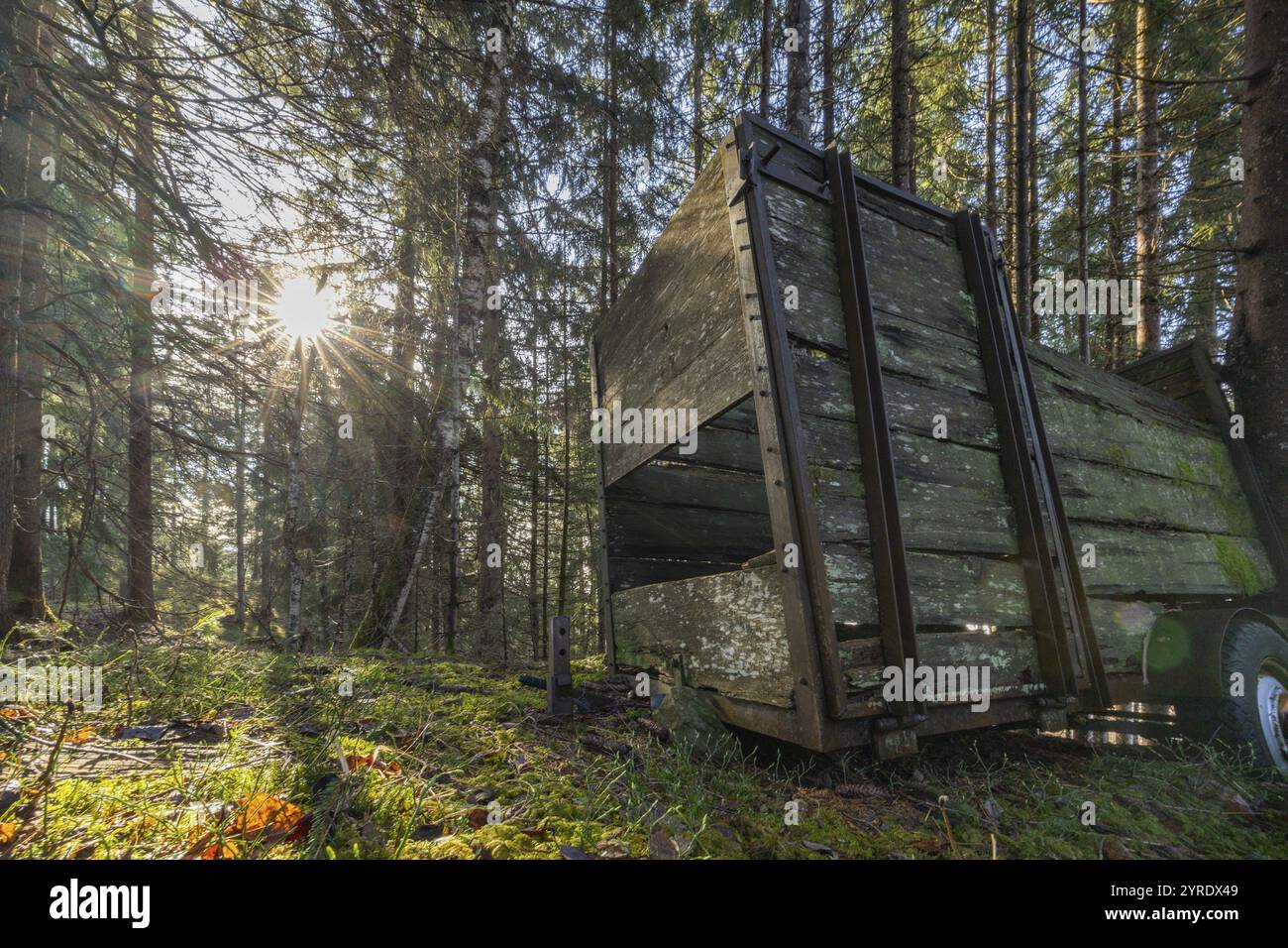 Un wagon en bois dans la forêt sur un sol couvert de mousse, avec la lumière du soleil qui brille à travers la cime des arbres, Neukirchen am Grossvenediger, Salzbourg, Autriche, Euro Banque D'Images