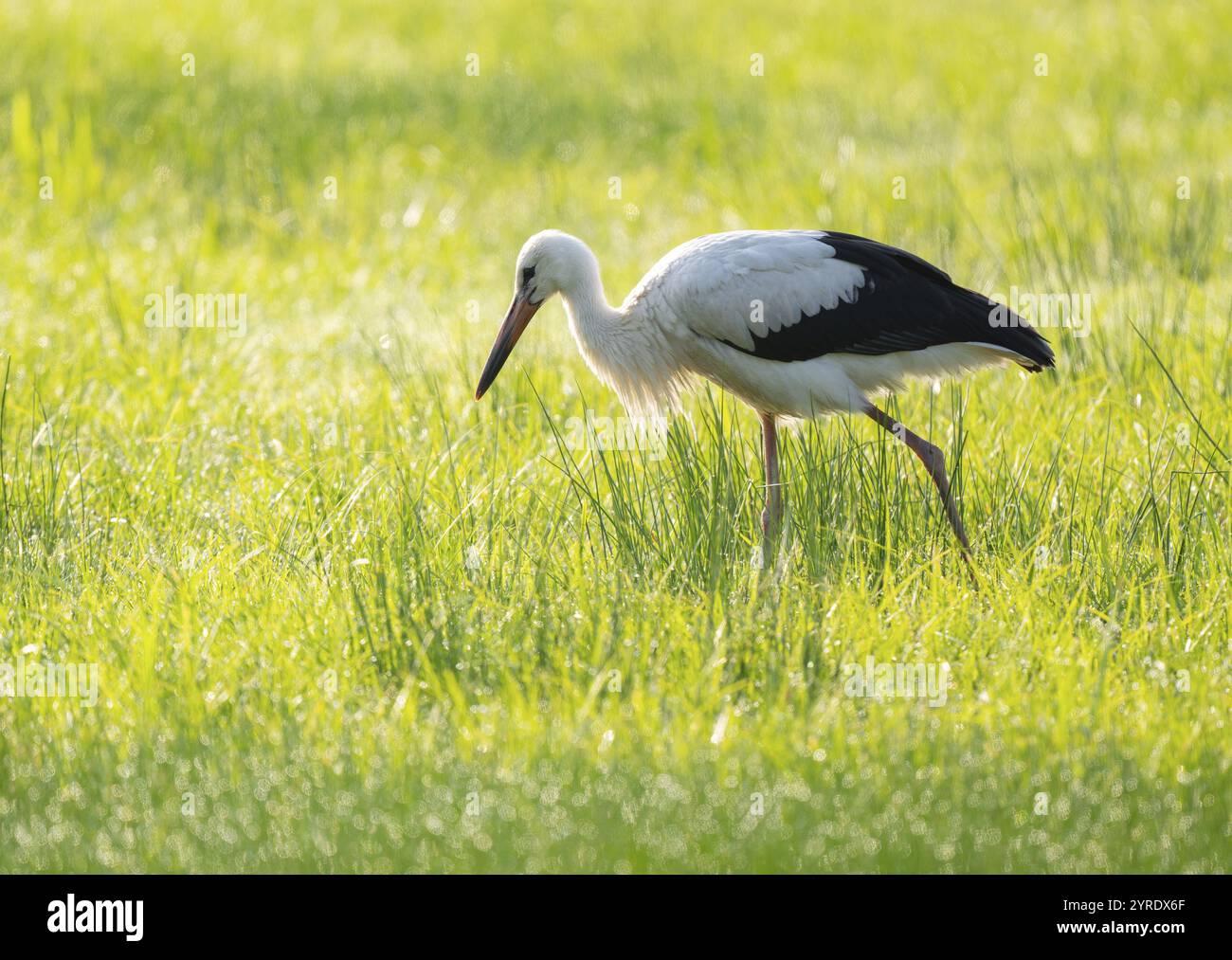 Cigogne blanche (Ciconia ciconia) buvant dans une prairie au petit matin, perles de rosée sur l'herbe, basse-Saxe, Allemagne, Europe Banque D'Images