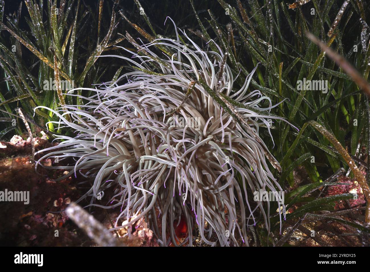 Anémone brillante, rose de cire (Anemonia sulcata), entourée d'herbe verte de mer, d'herbe de Neptune (Posidonia oceanica) dans un monde sous-marin, site de plongée sec d Banque D'Images