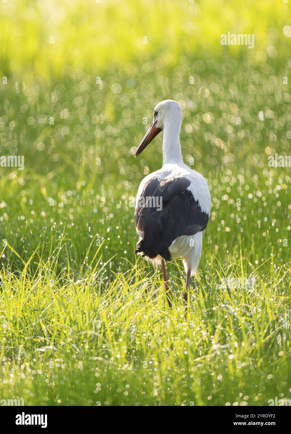 Cigogne blanche (Ciconia ciconia) buvant dans une prairie au petit matin, perles de rosée sur l'herbe, basse-Saxe, Allemagne, Europe Banque D'Images