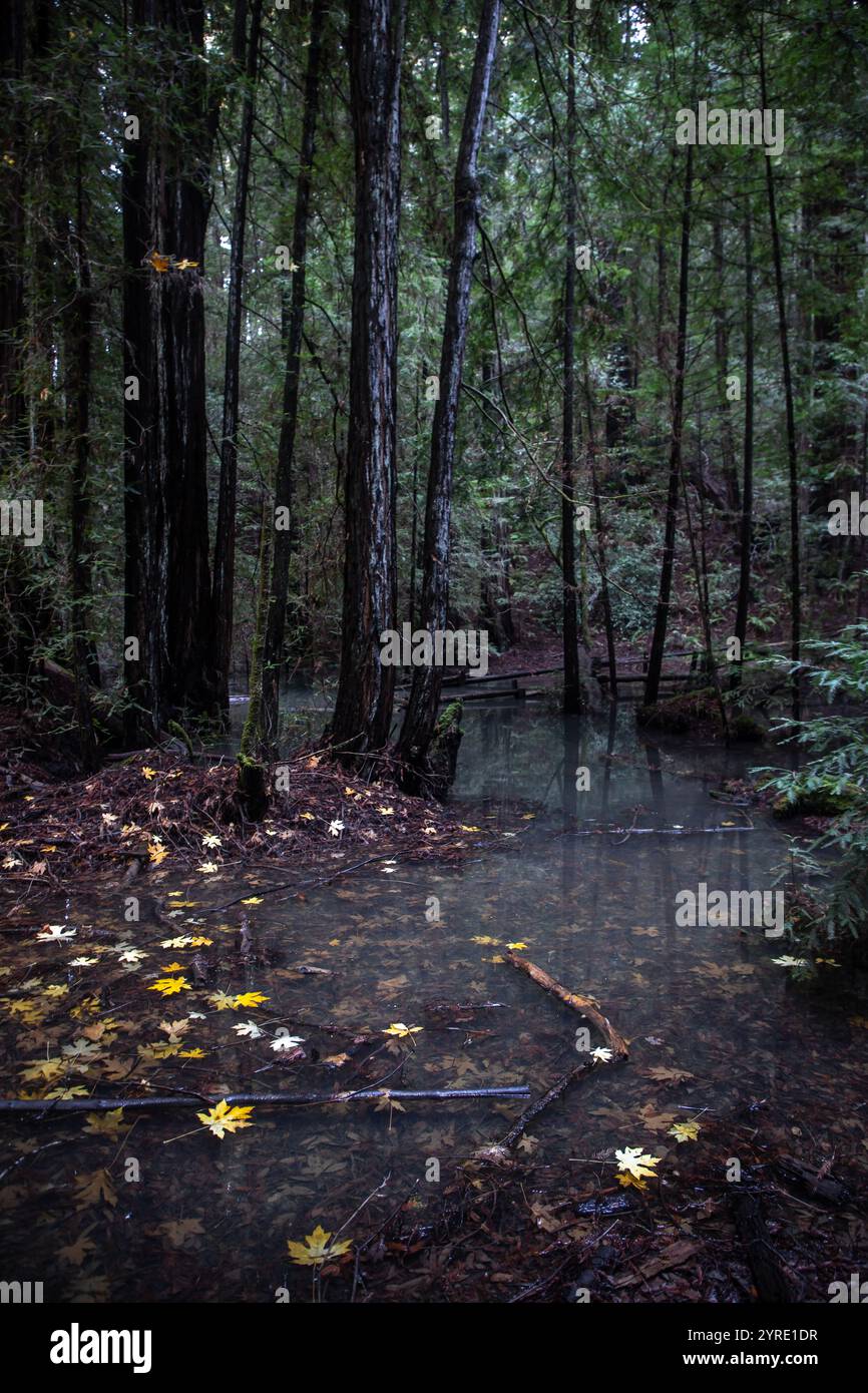 Armstrong Redwoods est un petit peuplement de séquoias juste au nord de Guerneville, Californie. Banque D'Images