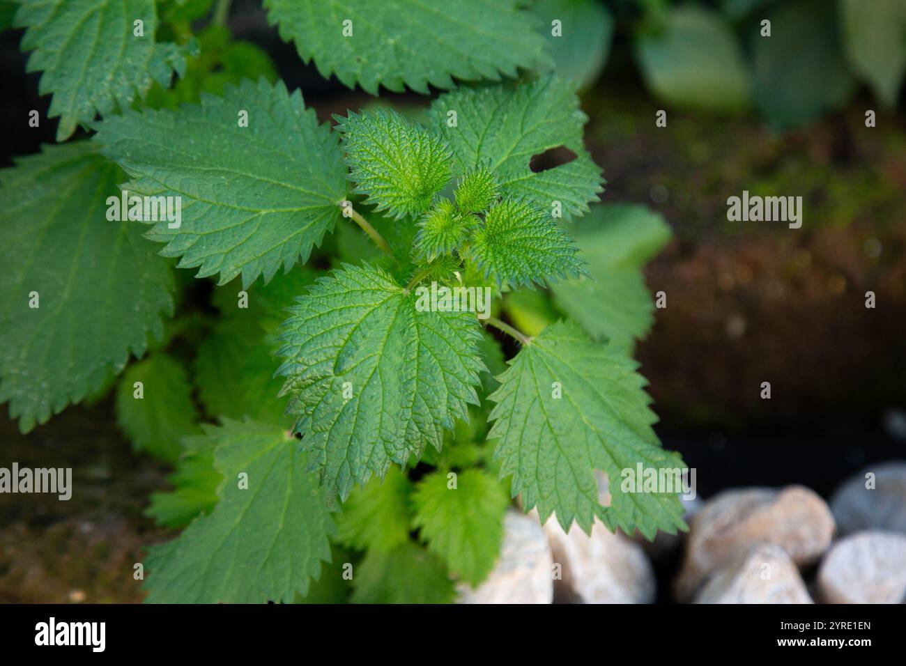 Gros plan photo d'une plante verte avec un insecte à sa surface Banque D'Images