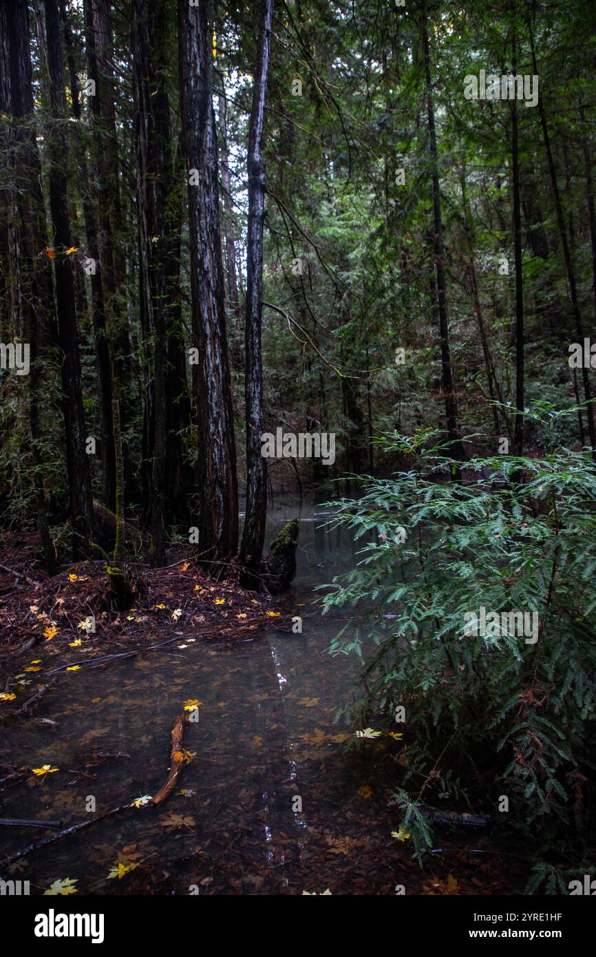 Armstrong Redwoods est un petit peuplement de séquoias juste au nord de Guerneville, Californie. Banque D'Images
