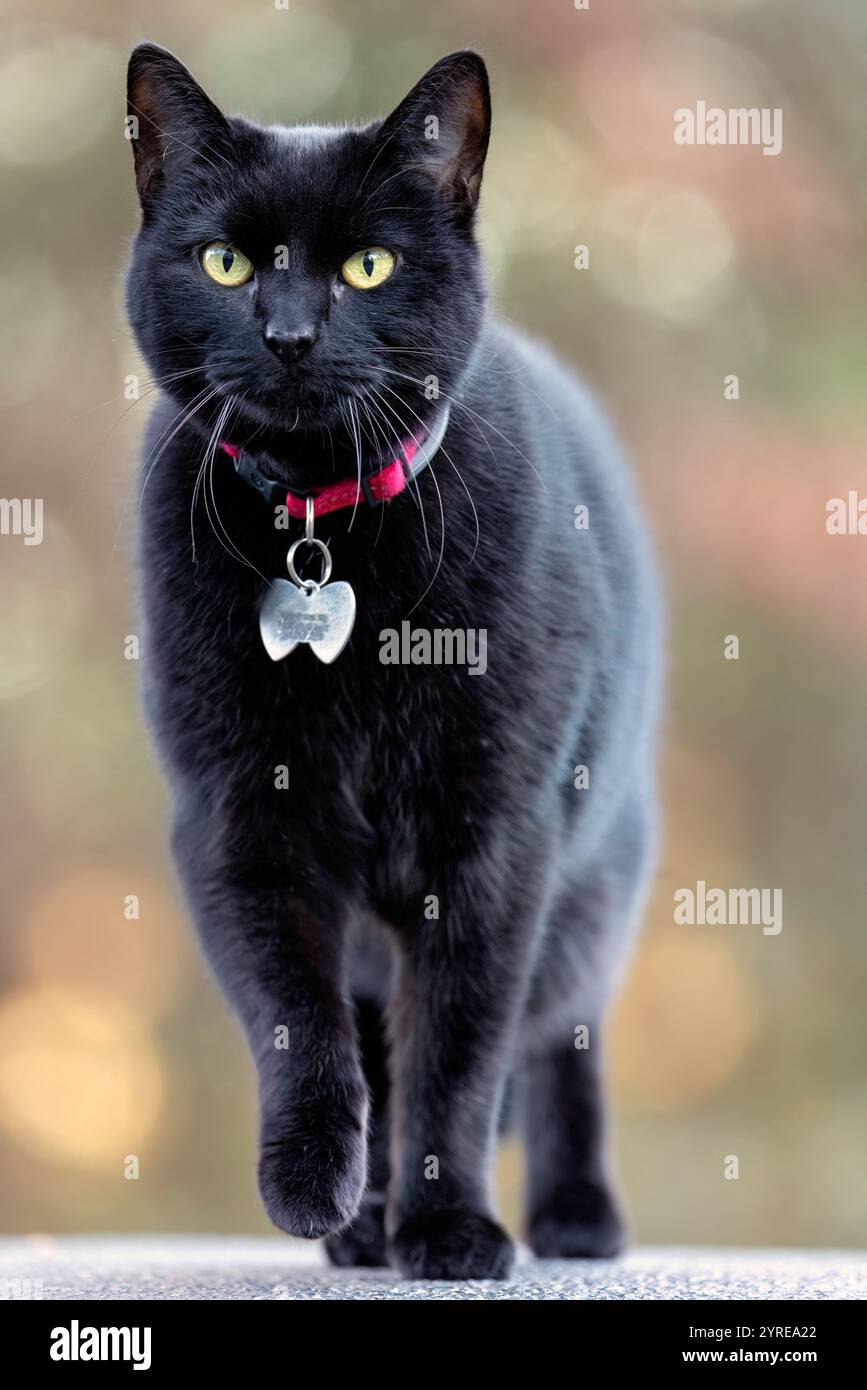 Tête sur la vue du chat noir domestique marchant vers la caméra - Brevard, Caroline du Nord, États-Unis Banque D'Images Tête sur la vue du chat noir domestique marchant vers la caméra - Brevard, Caroline du Nord, États-Unis Banque D'Images