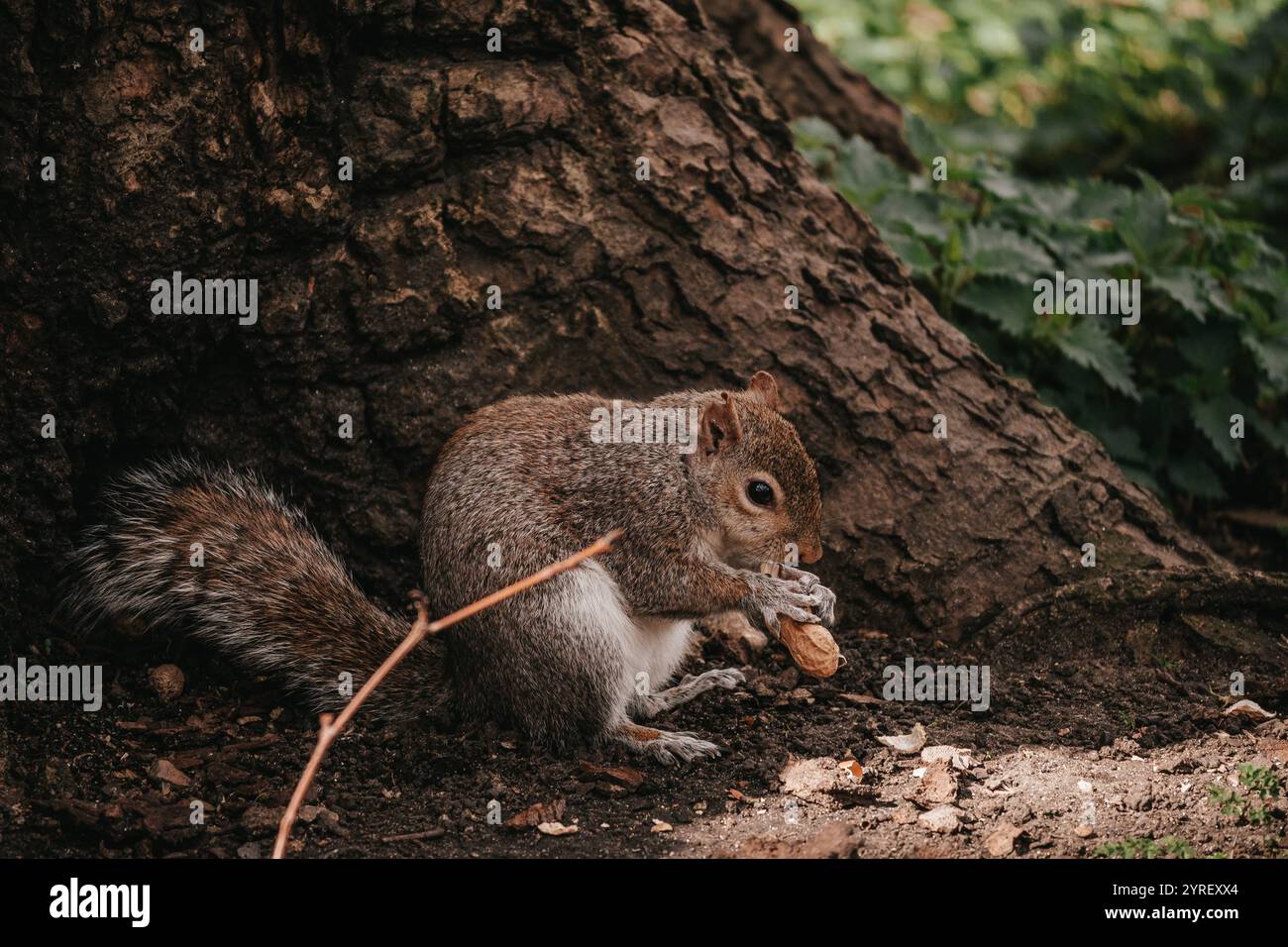 Un écureuil se déplace gracieusement dans un parc à Londres, capturant le charme de la faune au cœur des espaces verts de la ville tout en mangeant un régal. Banque D'Images