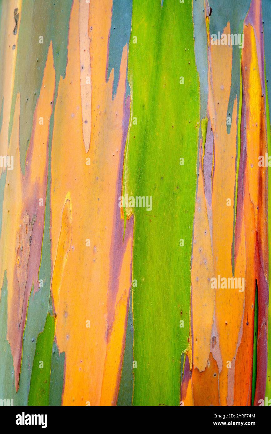 Image en gros plan montrant les couleurs et les détails de l'écorce d'arbre d'eucalyptus Banque D'Images