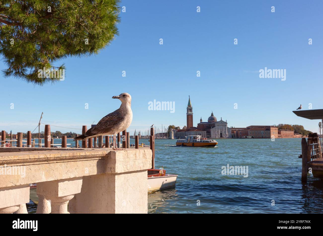 Une mouette se trouve sur le remblai avec l'île de San Giorgio Maggiore et une église de l'autre côté de la lagune en arrière-plan à Venise, en Italie Banque D'Images