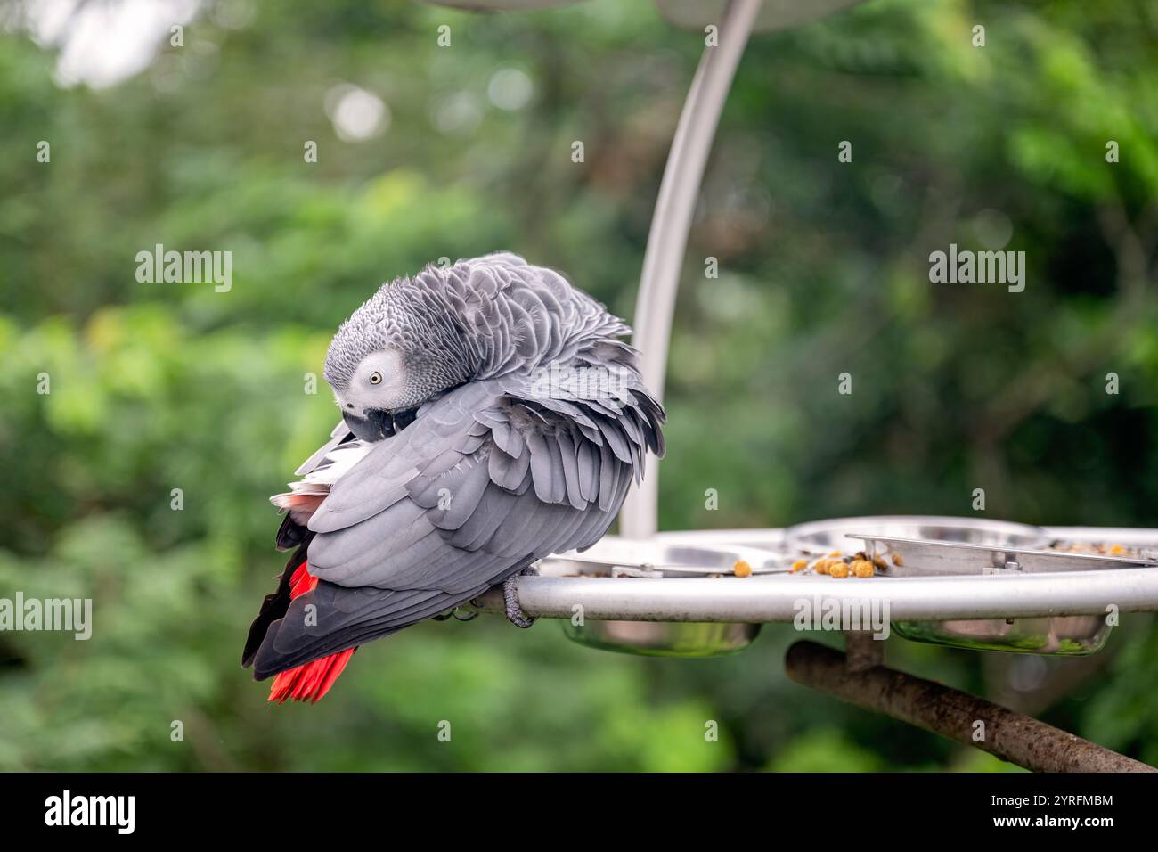 Oiseau de perroquet gris du Congo, preening, sanctuaire de paradis d'oiseaux Mandai, plumes aviaires faune, destination de vacances de tourisme touristique Banque D'Images